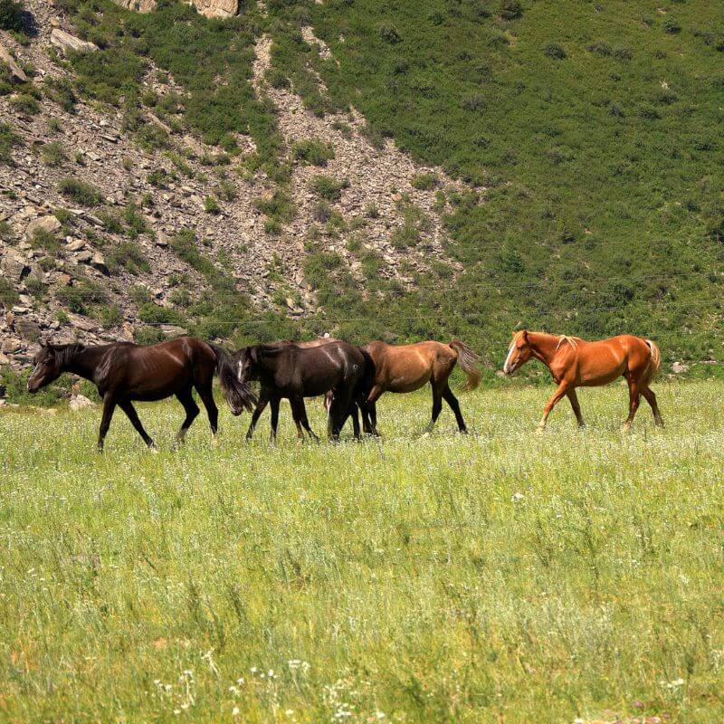 A small group of horses walking across a grassy field at the base of a rocky hillside.