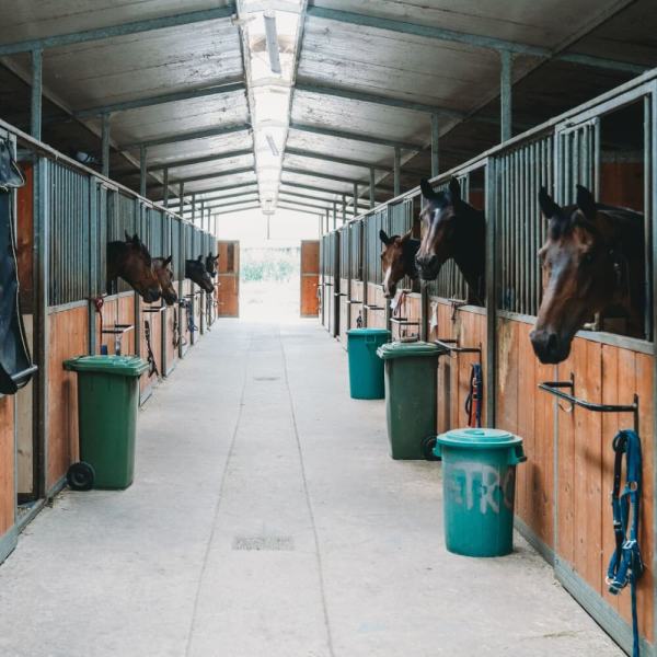 Horses look out from individual stalls in a long, covered stable hallway.