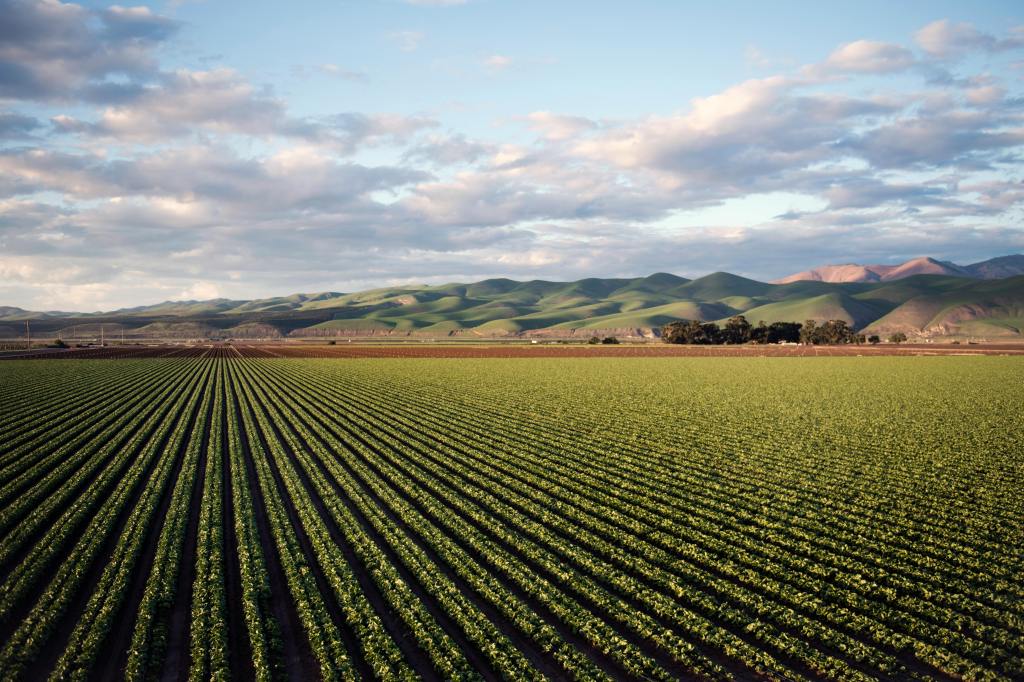 Agricultural field of crops with mountains in the background