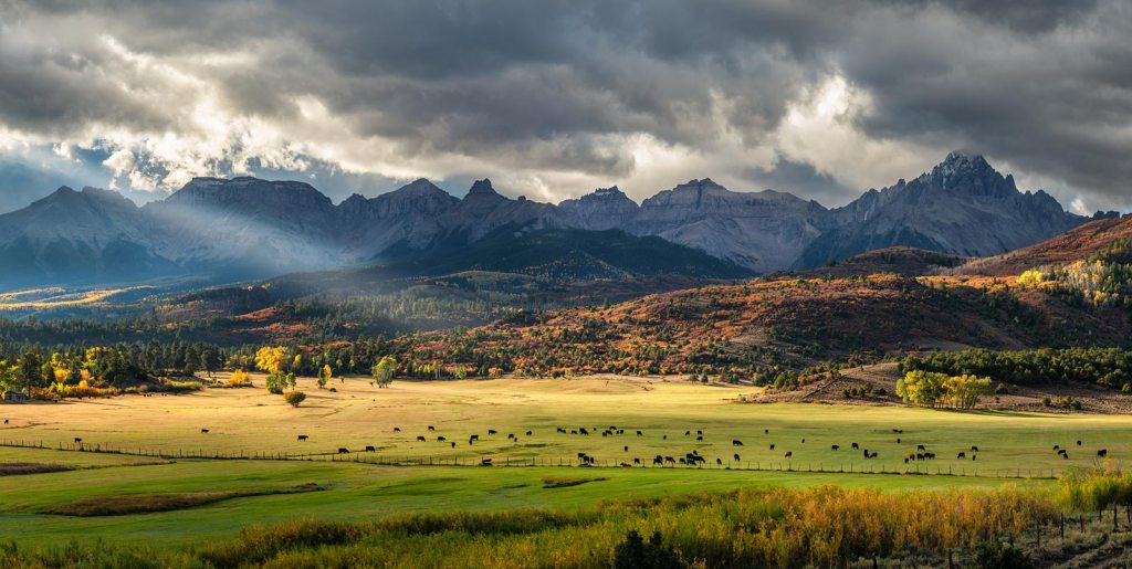 Cattle Ranch Near Ridgway Colorado