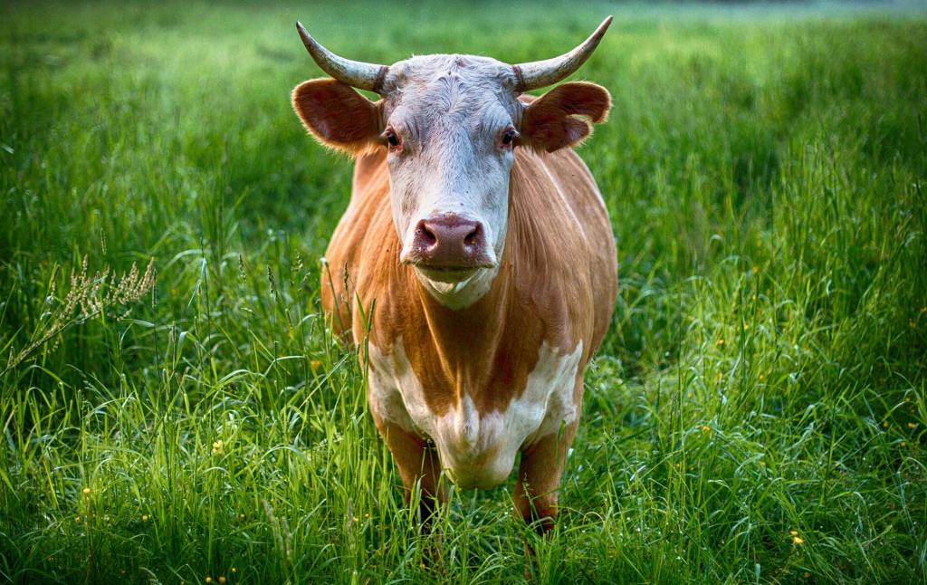 image of a brown cow with horns