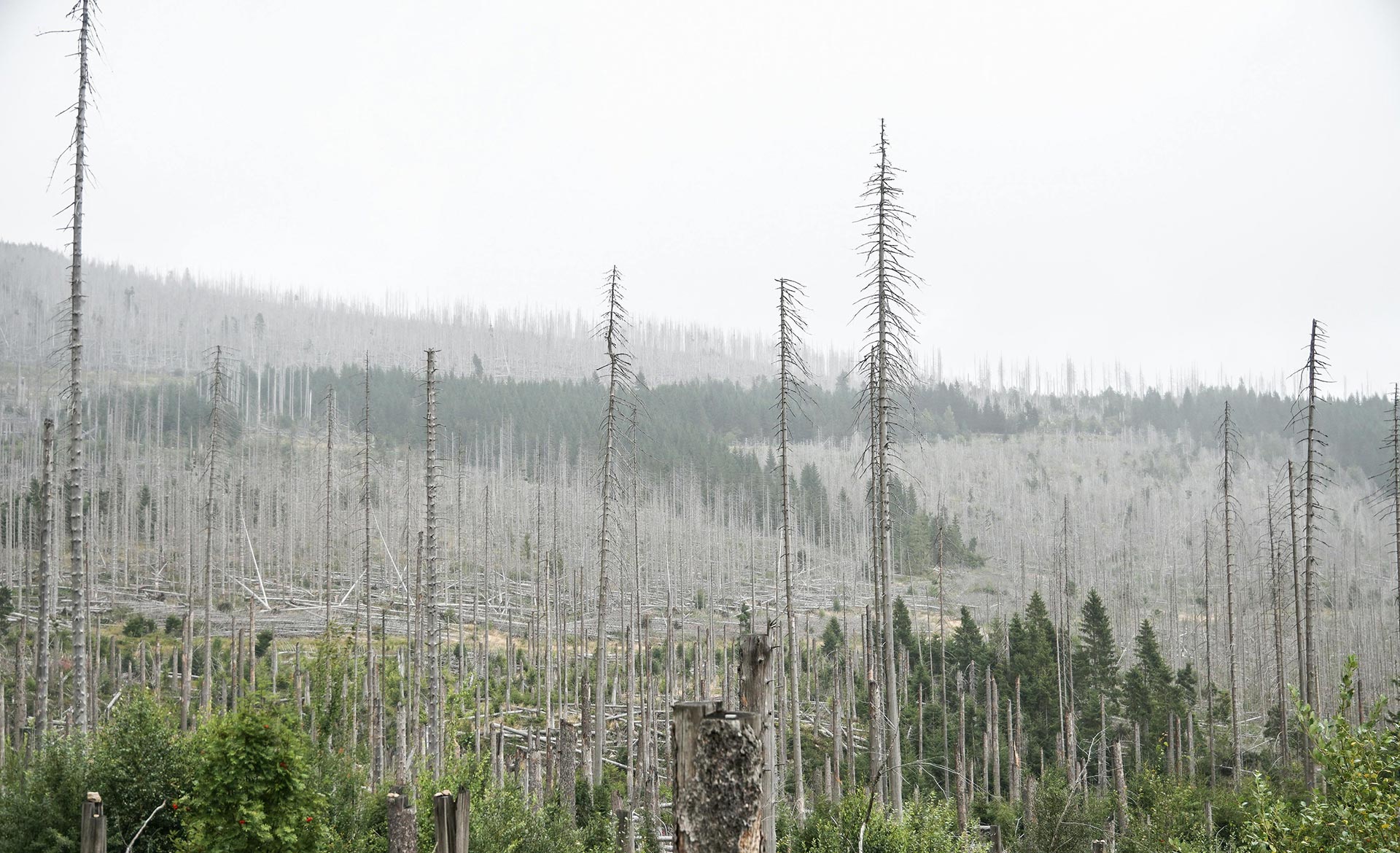 A forest with dead trees