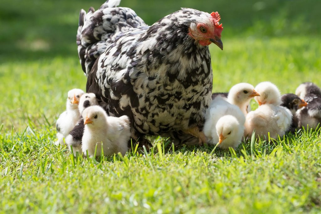Hen and chicks