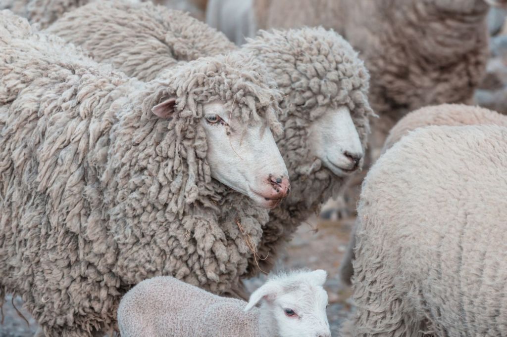 Two adult sheep and one lamb standing around