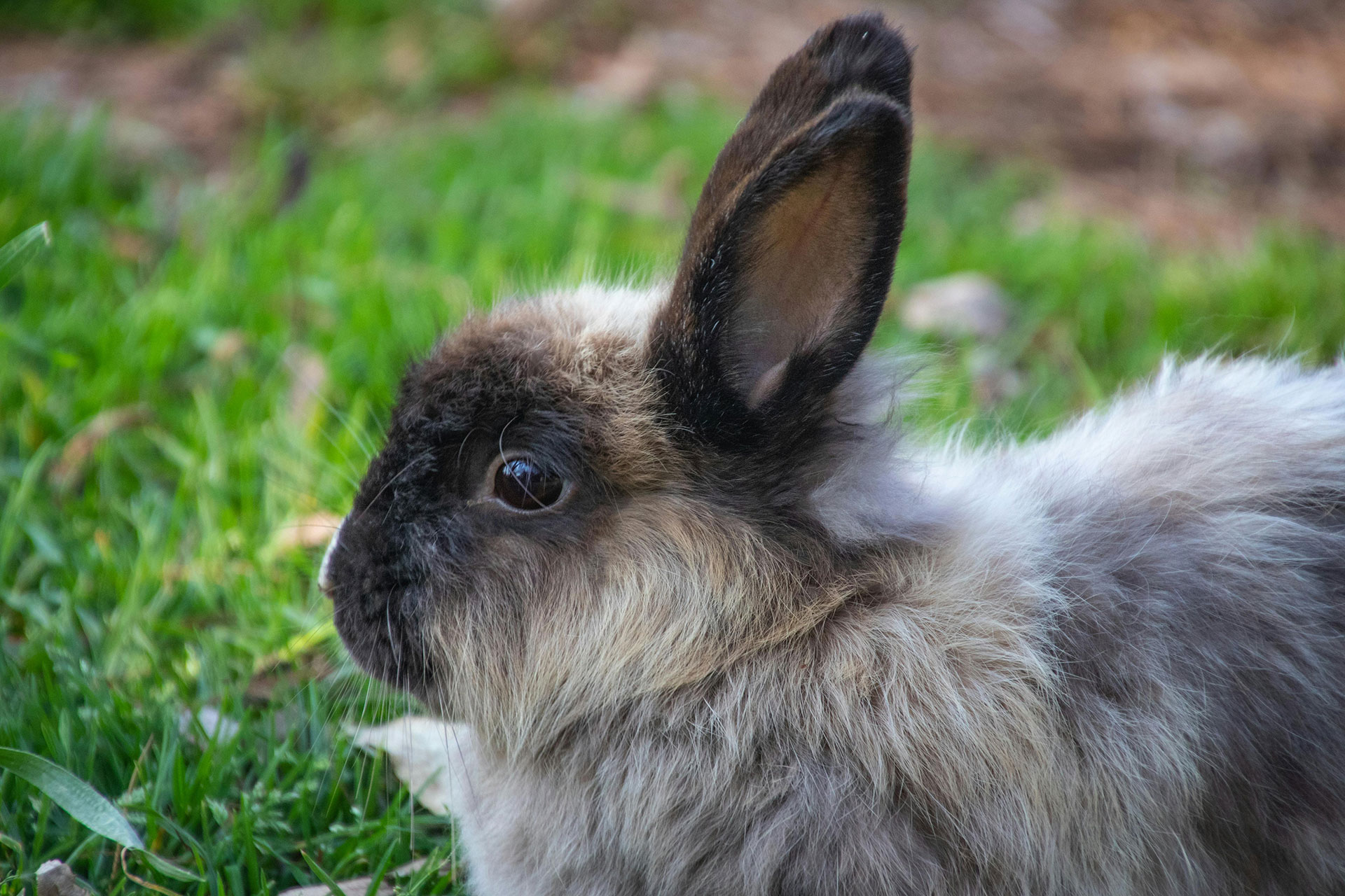 Rabbit and Poultry Show | Colorado State University Extension