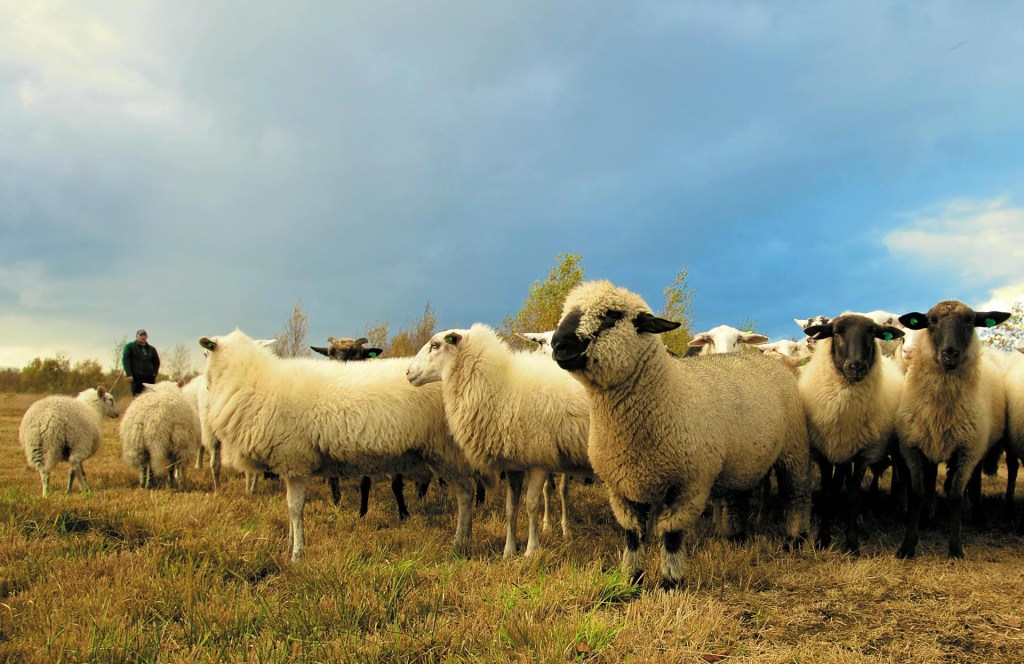 sheep standing in a field