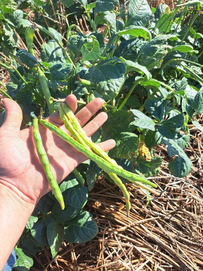 Black eyed pea plant pods