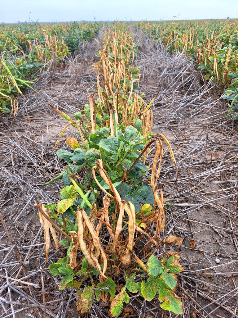 Black eyed pea plants in a crop field