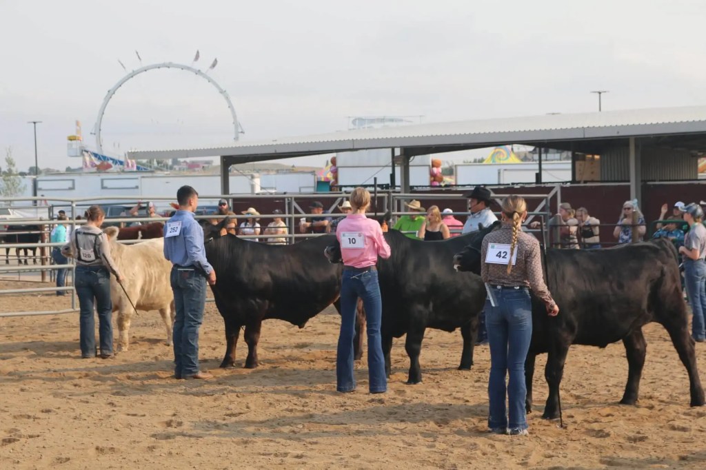 Youth exhibitors stand in a show ring at a county fair, each holding a market beef animal for judging, with numbered tags on their backs, spectators watching from behind metal fencing, and carnival rides visible in the background.