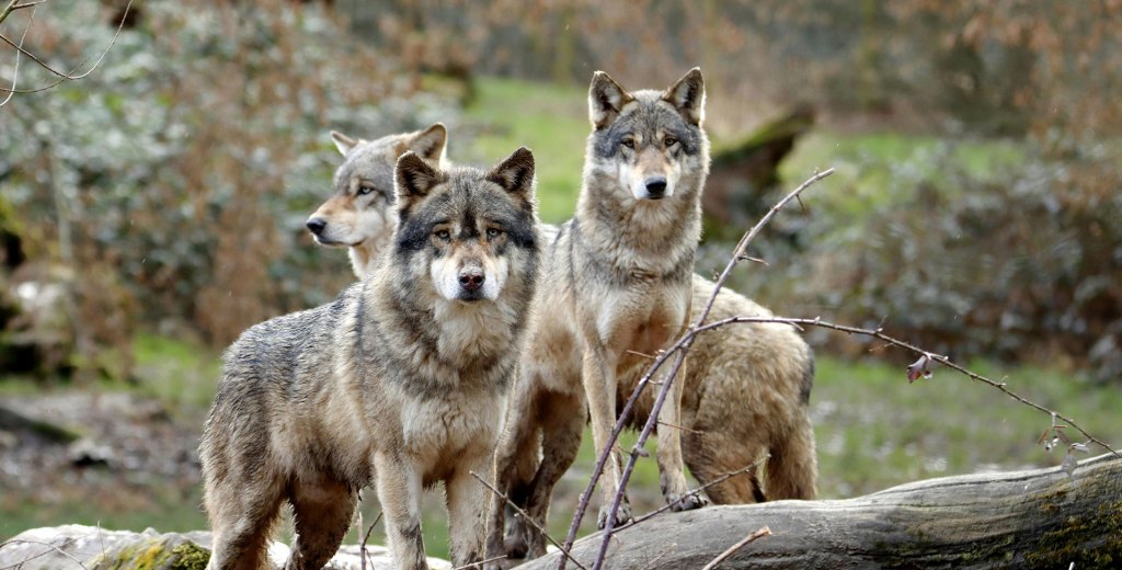Gray wolves in their natural habitat