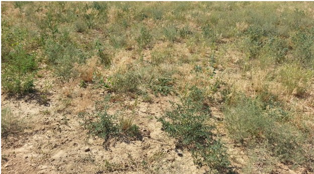 Patchy, dry ground with scattered low green plants and grasses growing unevenly across a lightly vegetated pasture area.