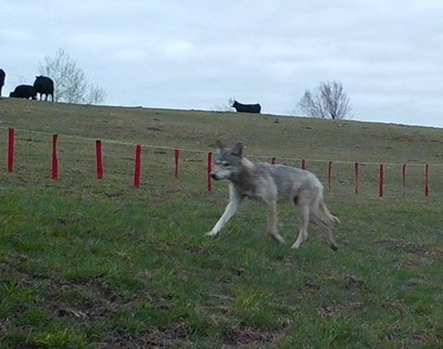 A wolf running outside near an electric fence with nylon flags