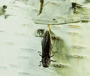 A bronze birch borer laying eggs in a white bark crevice.  