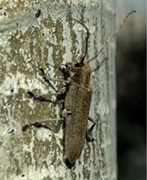A poplar borer on aspen tree bark.