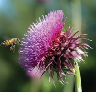 A bee approaches a fully bloomed pink thistle flower.