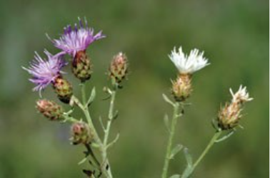 Purple and white knapweed flowers blooming with a natural green background behind them.