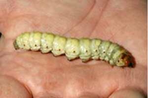 A carpenter worm larva resting in the palm of someone's hand.