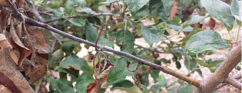 Black canker on on an apple branch