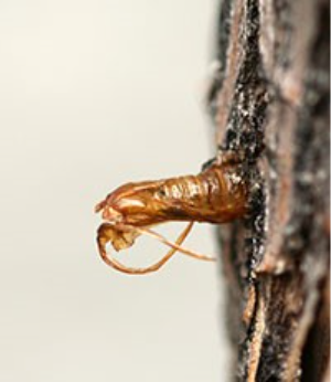 Pupal skin of the lilac/ash borer remaining extruded from the trunk after the adult emerged from the tree.