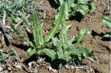 A bright green thistle growing out of brown dirt
