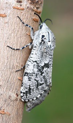 Adult carpenter worm on a tree branch.