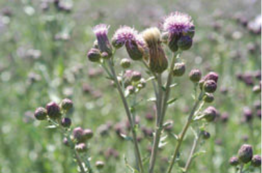 Thistle buds blooming into pink thistle flowers
