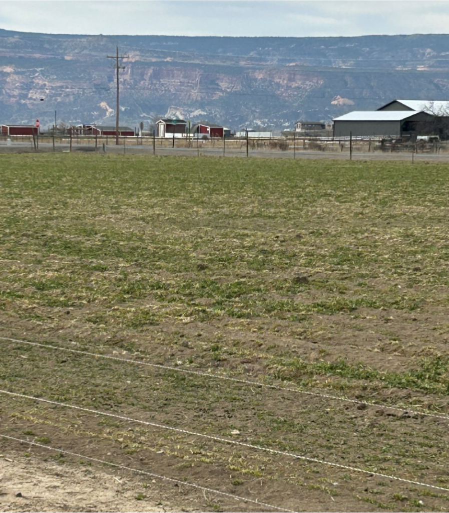 Field of alfalfa seedlings with houses in the background and a mountain