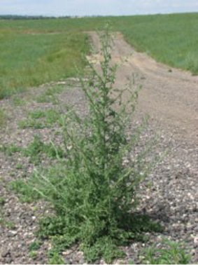 Diffuse Knapweed growing on a pebble trail with grass and sky in the background.