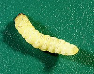 Peachtree borer larva on a green background.