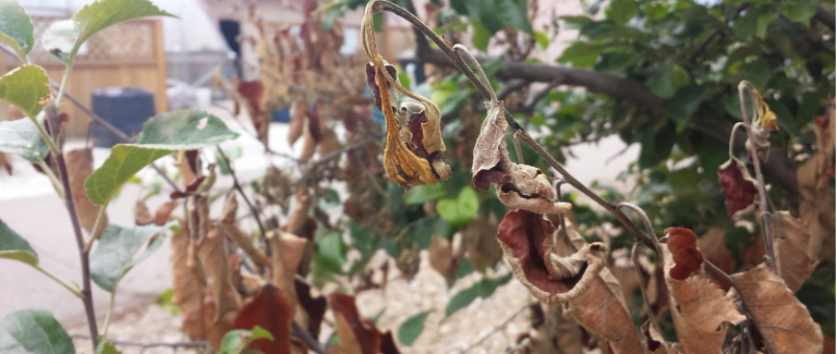Brown blighted leaves on apple