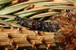 Adult Zimmerman pine moth on  brown and green plants.