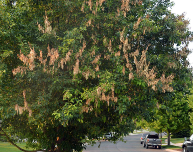 A crabapple tree affected by fire blight
