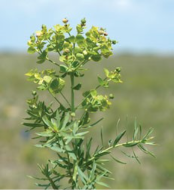 Bright green leafy spurge growing with seeds.
