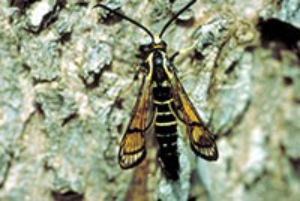 Adult male of the peachtree borer on tree bark.