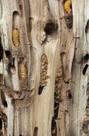 Locust borer larvae (roundheaded borers) and tunneling of black locust.