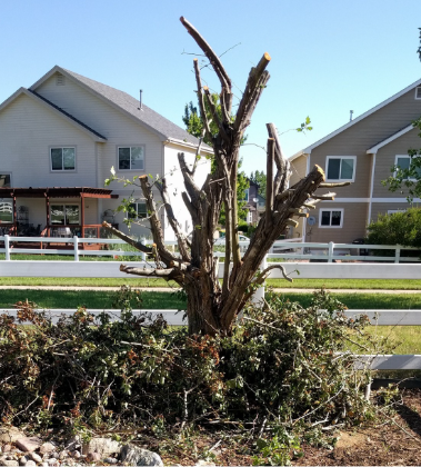 A pruned crabapple tree with two houses and blue sky in the background