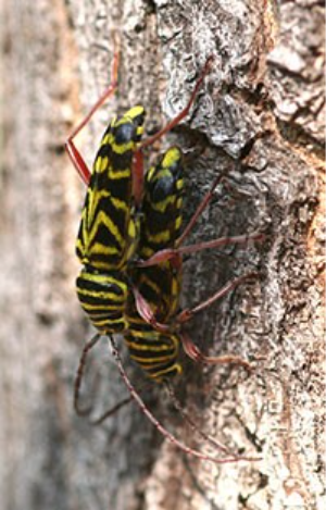 A pair of locust borers mating.  