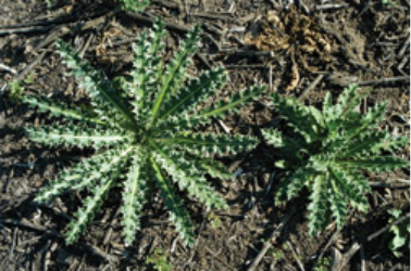 Two bright green thistles growing out of brown soil