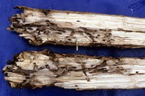 Damage to the base of an ash tree produced by lilac/ash borer.