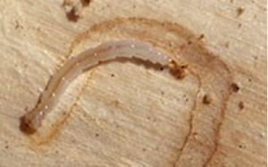 Bronze birch borer larva laying on light brow tree wood