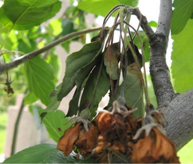 Brown blighted flowers on crabapple