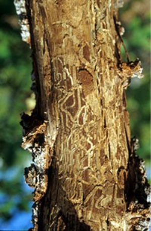 A tree with tunneling injuries from larvae of the Gambel oak borer.