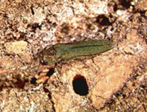 Adult emerald ash borer next to its D-shaped exit hole