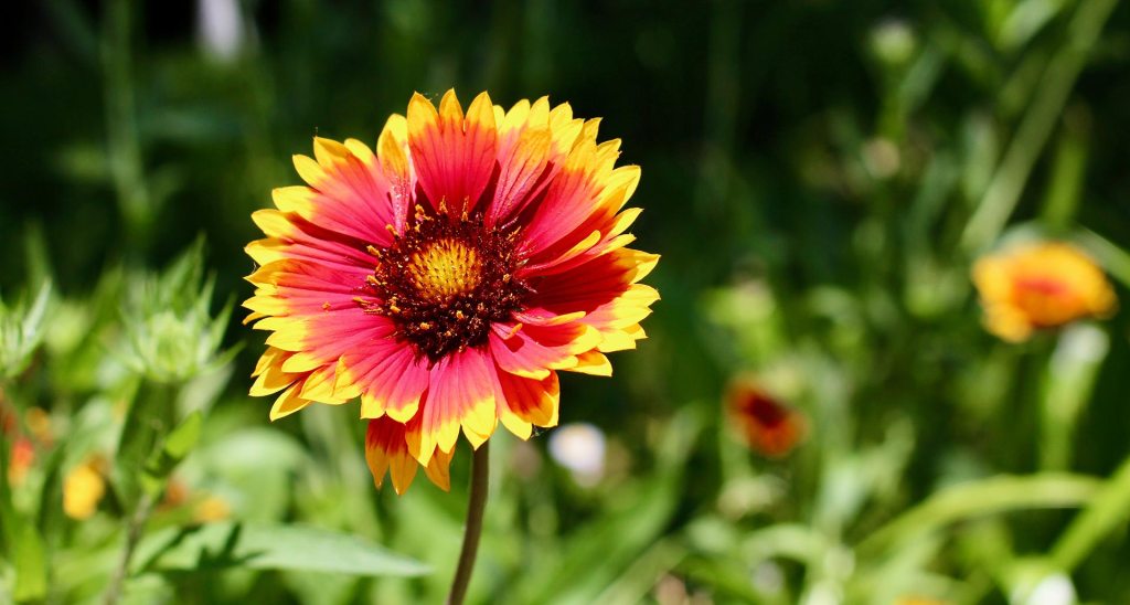 Blanket Flower Gaillardia
