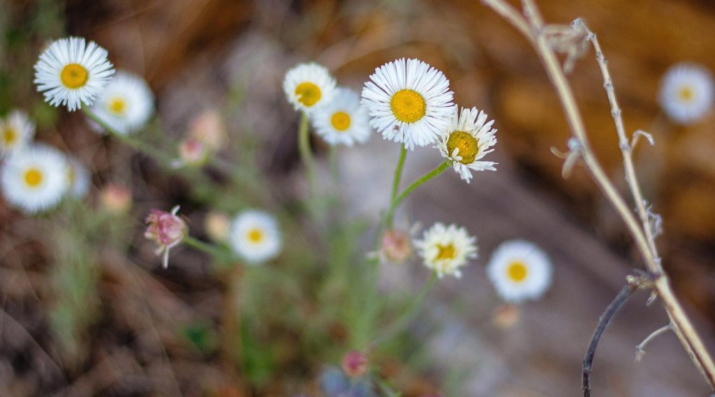 Erigeron Fleabane Flower