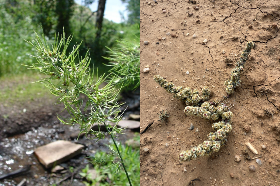 Pictures of bulbous bluegrass (Poa bulbosa) and halogeton (Halogeton glomeratus). A bulbous bluegrass inflorescence is shown with many bulblets, and a halogeton plant is shown while flowering. 