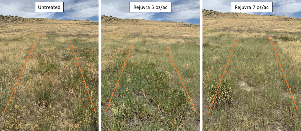 Photos of representative untreated control plots and plots treated with 5 and 7 oz/ac of Rejuvra® for the bulbous bluegrass (Poa bulbosa) trial 39 months after treatment. Bulbous bluegrass is abundant in the untreated control plot and substantially reduced in plots treated with Rejuvra®. Bulbous bluegrass is present but sparse in plot treated with 5 oz/ac of Rejuvra® and nearly absent from plot treated with 7 oz/ac of Rejuvra®. 