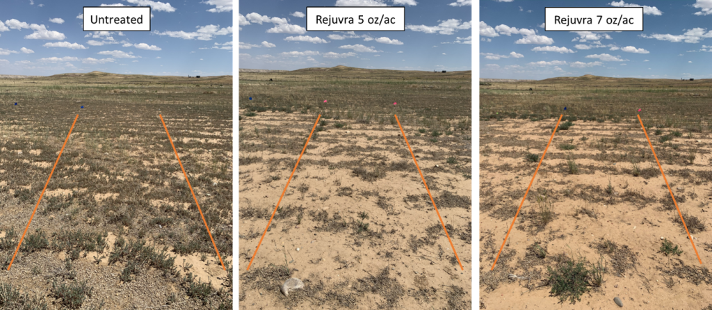 Photos of representative untreated control plots and plots treated with 5 and 7 oz/ac of Rejuvra® for the halogeton (Halogeton glomeratus) trial 22 months after treatment. Halogeton is abundant in the untreated control plot and nearly absent in plots treated with Rejuvra®