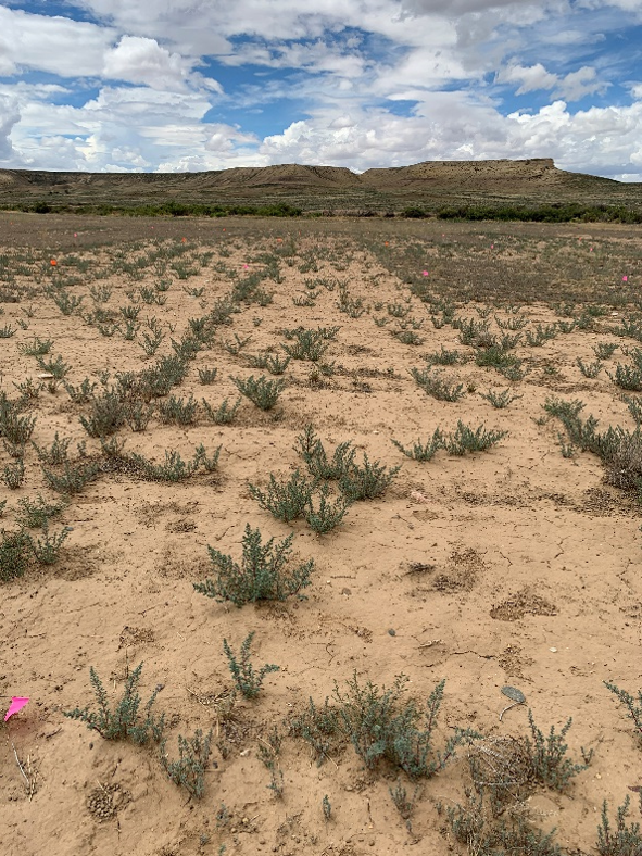 Photo of representative plot treated with 7 oz/ac of Rejuvra® for the halogeton (Halogeton glomeratus) trial 48 months after treatment. Halogeton is re-establishing in the plot.