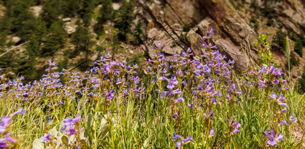 Rocky Mountain Penstemon